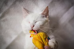 ♥ Snowie - Amazing Sweetheart ♥